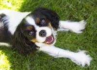 Cavalier King Charles Spaniel'