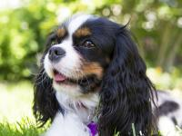 Cavalier King Charles Spaniel'
