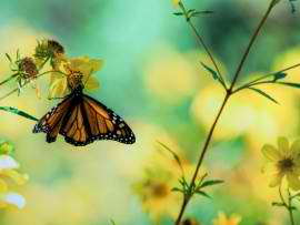 Free Facebook Cover Photos'