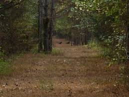 hunting land in Mississippi'