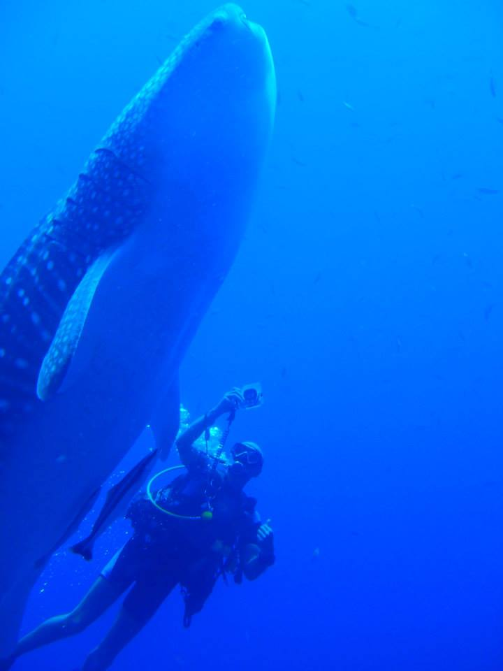 Whale Shark at the Similan Islands