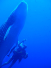 Whale Shark at the Similan Islands'
