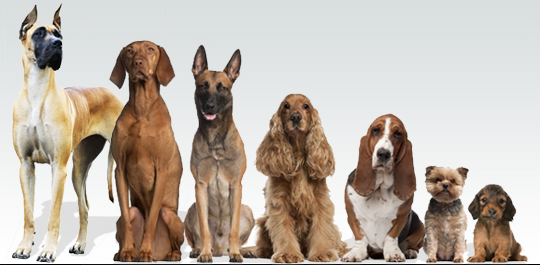 For Dogs of Any Size'