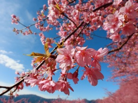 Free Wallpapers 4 Desktop'