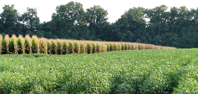 Mississippi Land for Sale