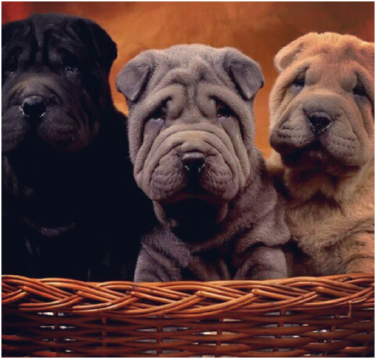 2014 TOPS AS ONE OF THE BEST YEARS EVER FOR PETS