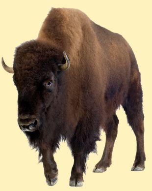 Bison Feeding Experience'