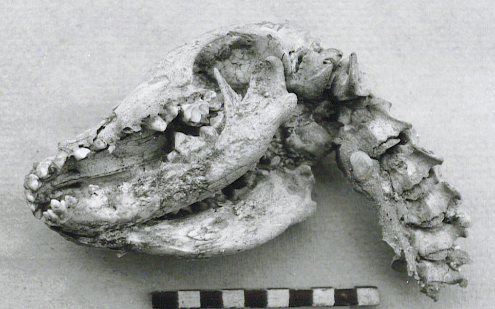 Dr. Joel Klenck: Puppy Cranium from Tel-Haror.