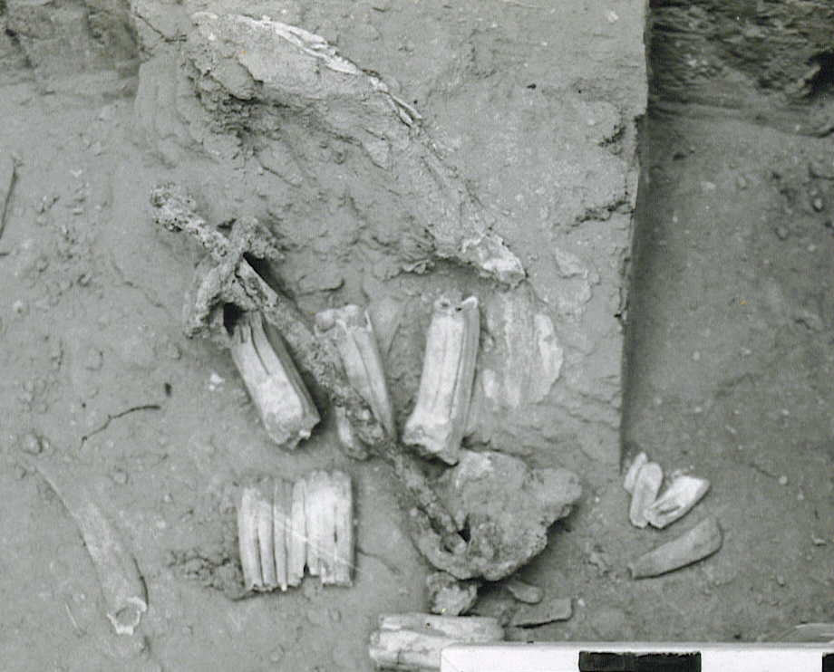 Dr. Joel Klenck: Ancient Equestrian Bit from Tel-Haror'