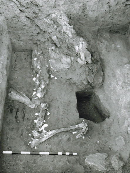 Dr. Joel Klenck: Donkey burial, Area K, Tel-Haror'