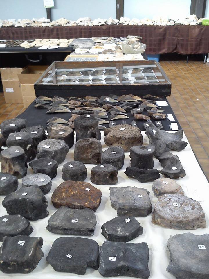 Fossils'