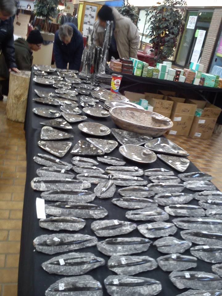 Orthoceras Fossils'