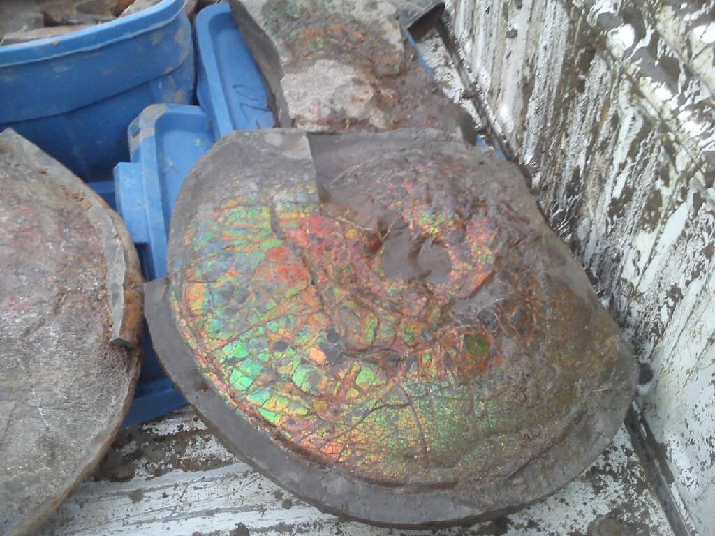 Ammonite Complete'