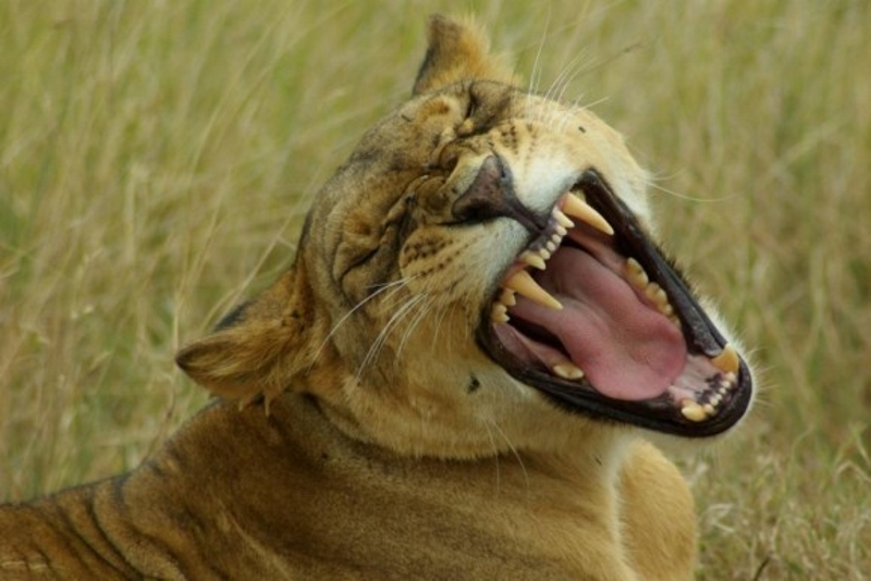 Go Africa Adventures