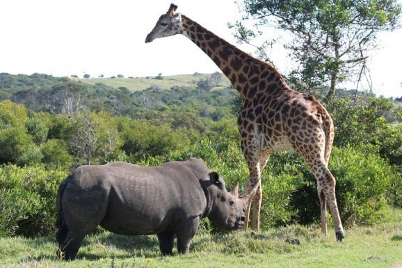 Go Africa Adventures'