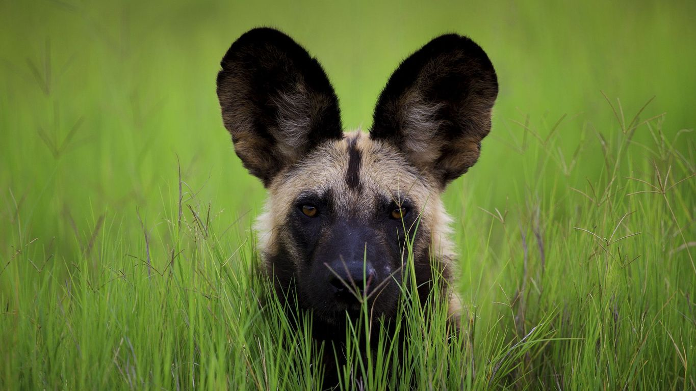 Go Africa Adventures'