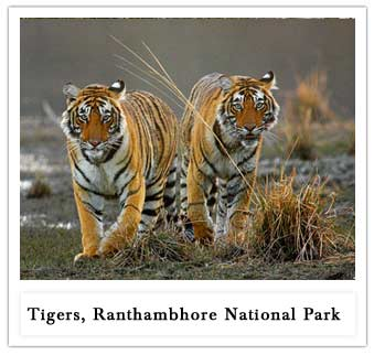 Ranthambhore National Park'
