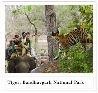 Bandhavgarh National Park
