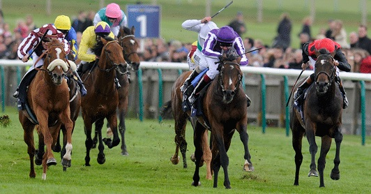 Company Logo For MTN-Pleasure-Horse.org'