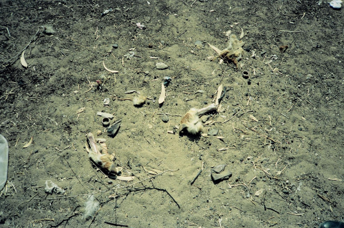 Dr. Joel Klenck: Foot bones from sheep at Weli Al-Azzam'