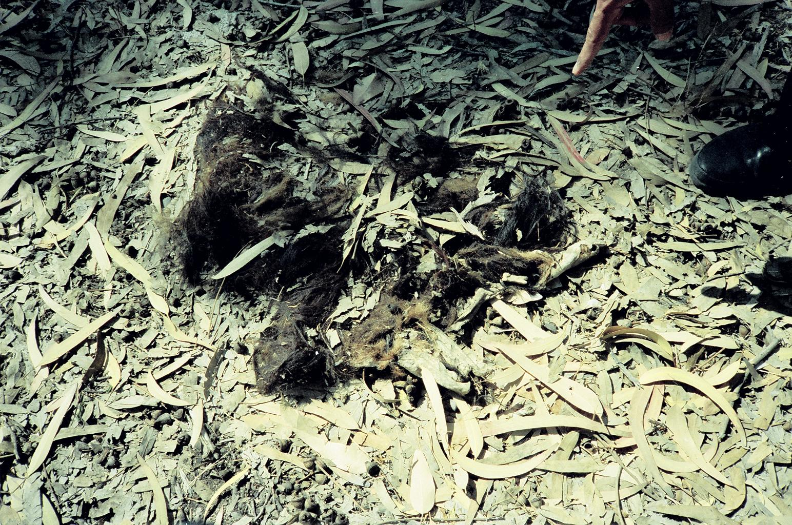 Goat skin with foot bones near tomb of Al-Nabari.