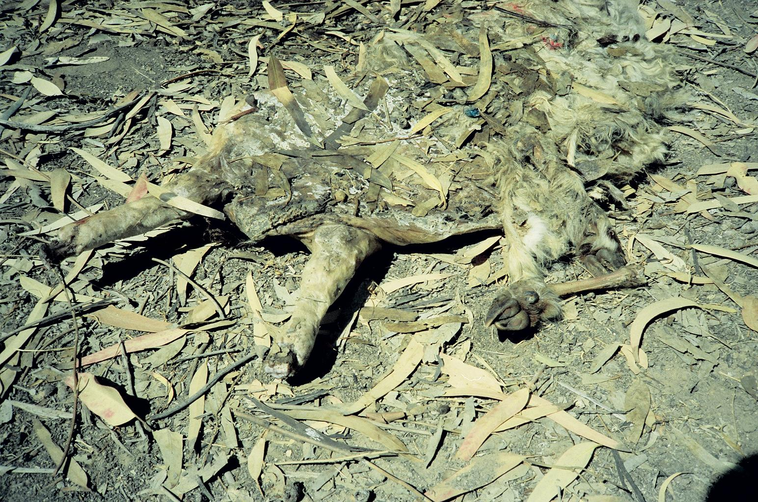 Sheep skin with foot bones adjacent to sepulcher of Al-Azzam