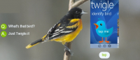 Twigle Bird Song Id App