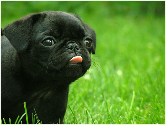 LEADING AUSTRALIAN PET ENCLOSURE COMPANY HEADS CHARITY CAMPA