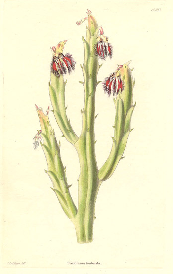 Caralluma Fimbriata'