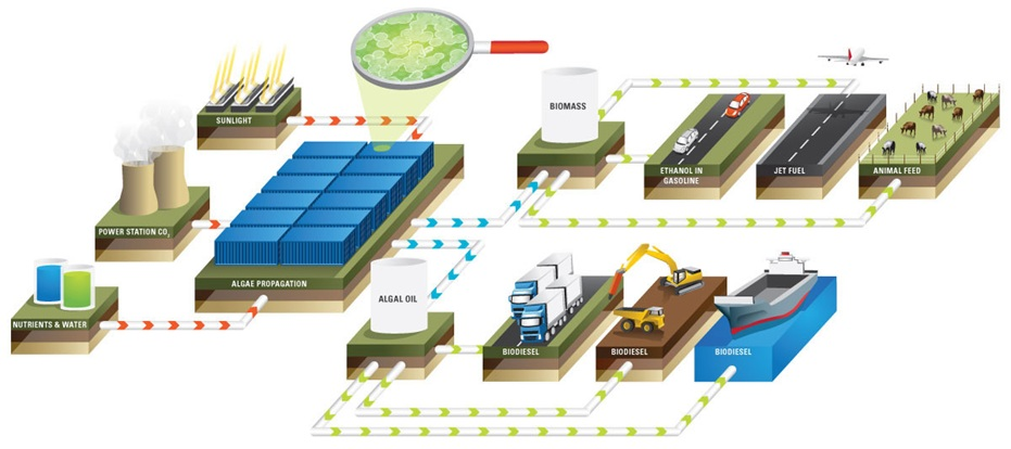 Microalgae reactor plant