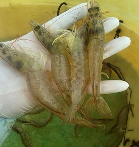 Silver bullet shrimp