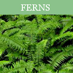 Landscaping Supply Company - Landscaping Supplies, Trees, Sh