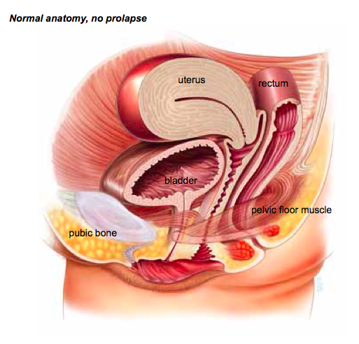 Pelvic Floor'