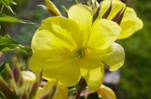 EveningPrimroseOilBenefits.org.uk