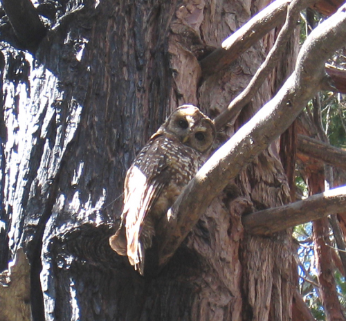 California Spotted Owl Sequoia National Forest'
