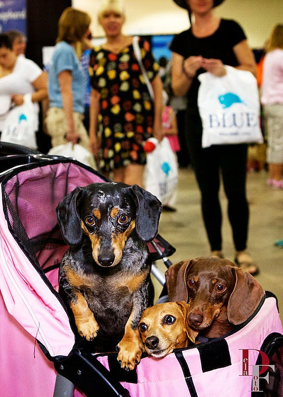 Amazing Pet Expos'