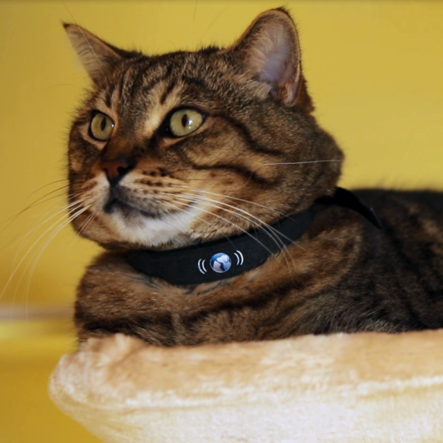 petTracer Cat Tracking Collar