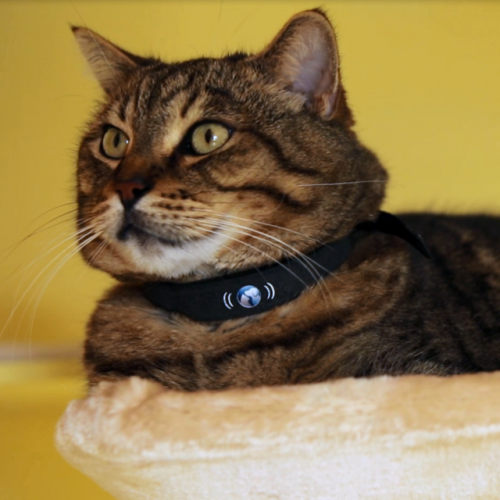 petTracer Cat Tracking Collar'