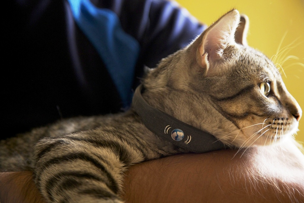 petTracer Cat Tracking Collar'