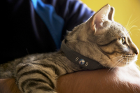 petTracer Cat Tracking Collar