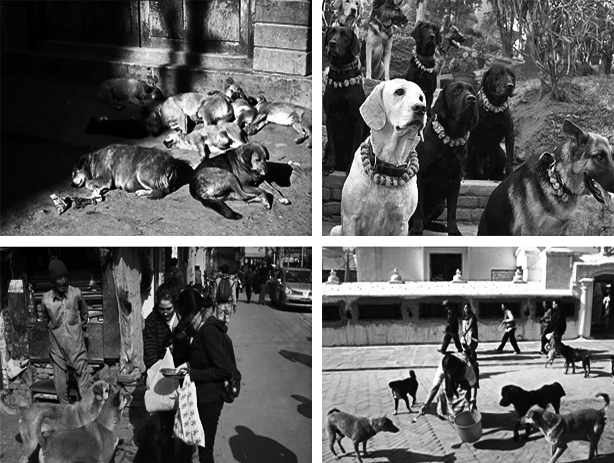 &amp;quot;Paws of Nepal&amp;quot; film project'