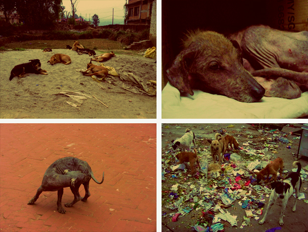 Paws of Nepal'