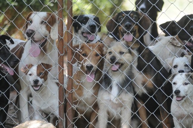 dejan__dogs_at_fence_close_up.jpg