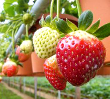 VeggieFresh LED Grow Lights'