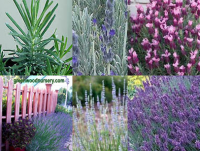 Lavender collage