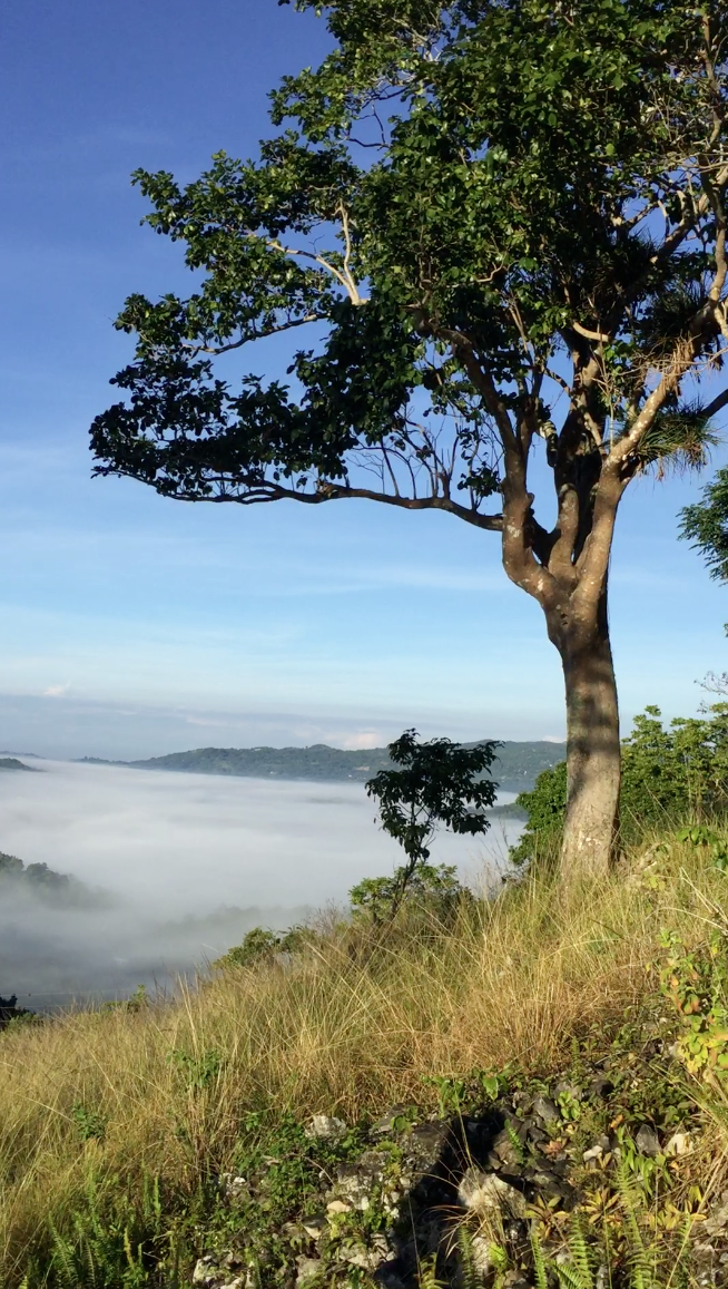 Wisdom Preserve Jamaica