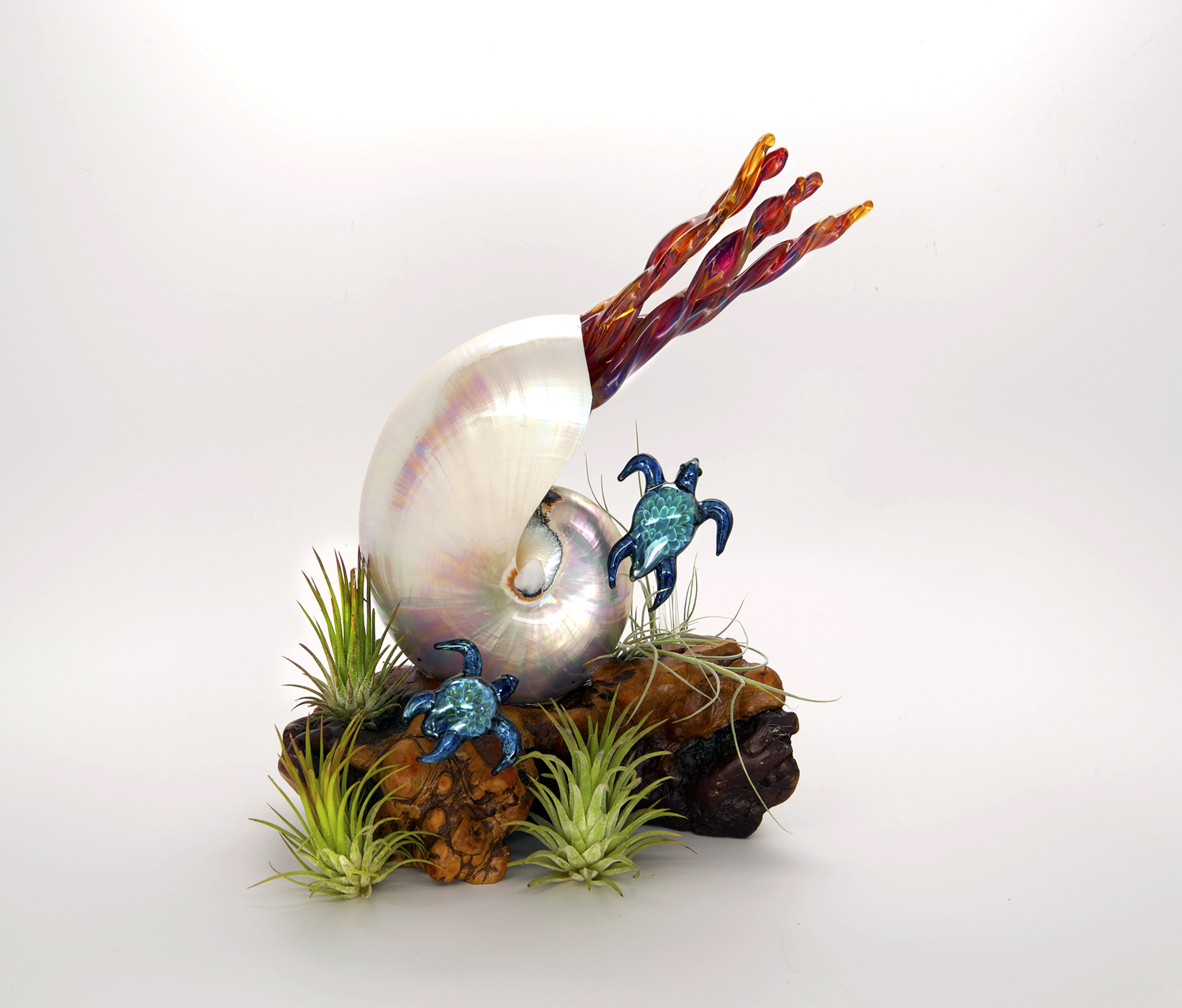Pearled Nautilus &amp; Turtle over Burl