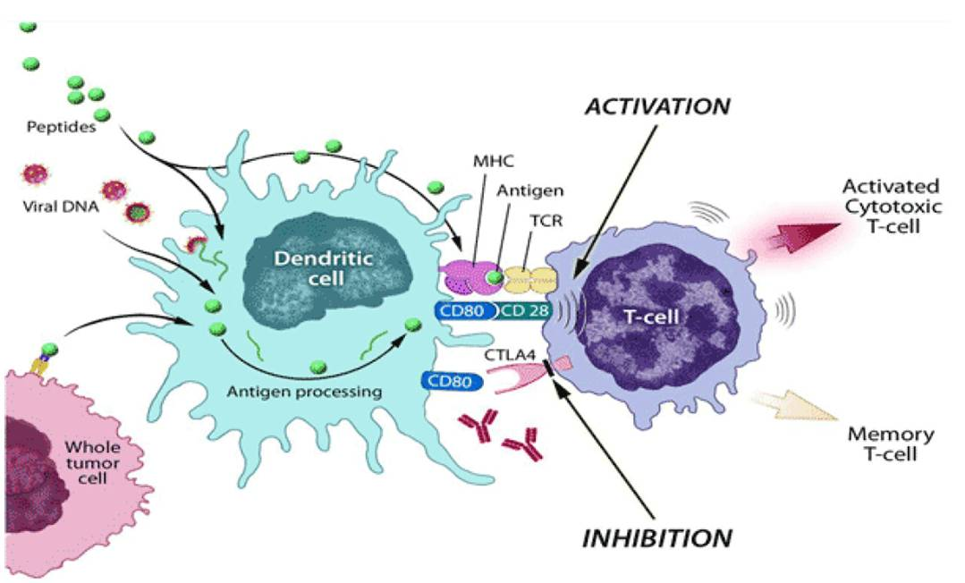 Provectus driven tumor immunity'