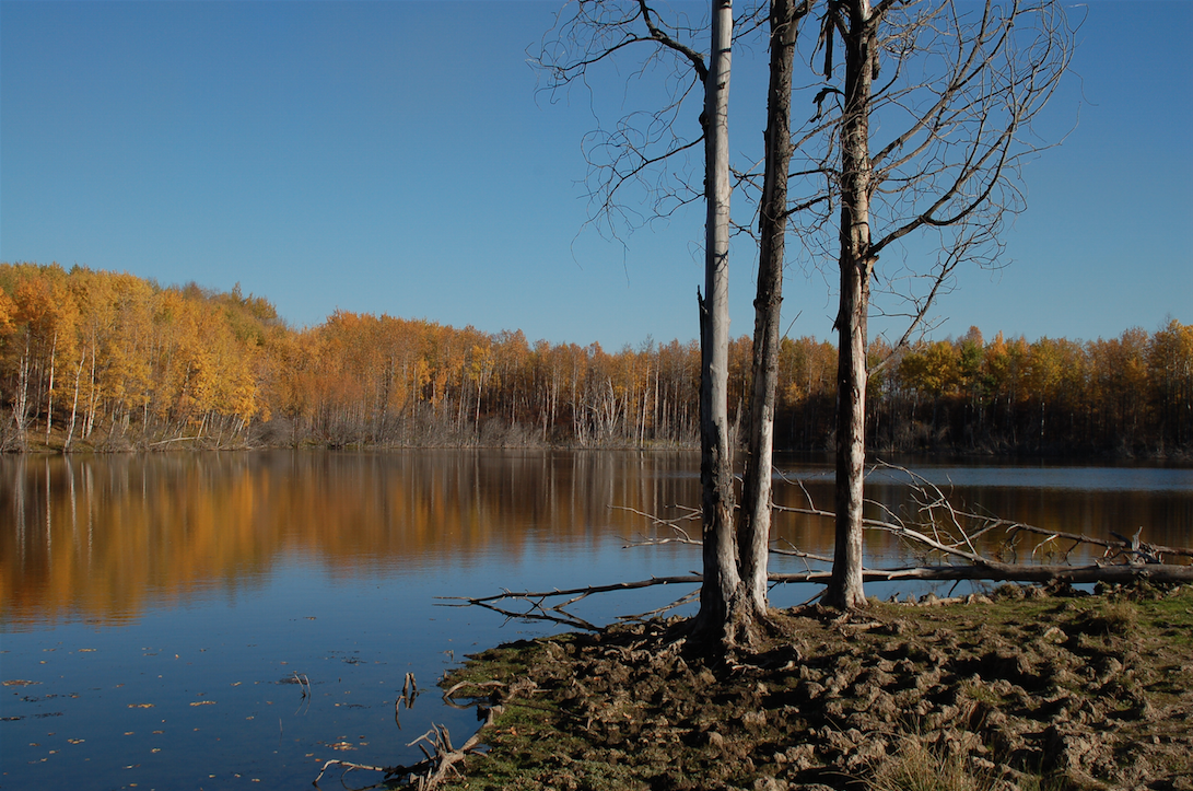 Tomahawk Cattle Ranch 2013 AB Beef Producers 2013 Environmen'