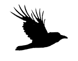 Raven'